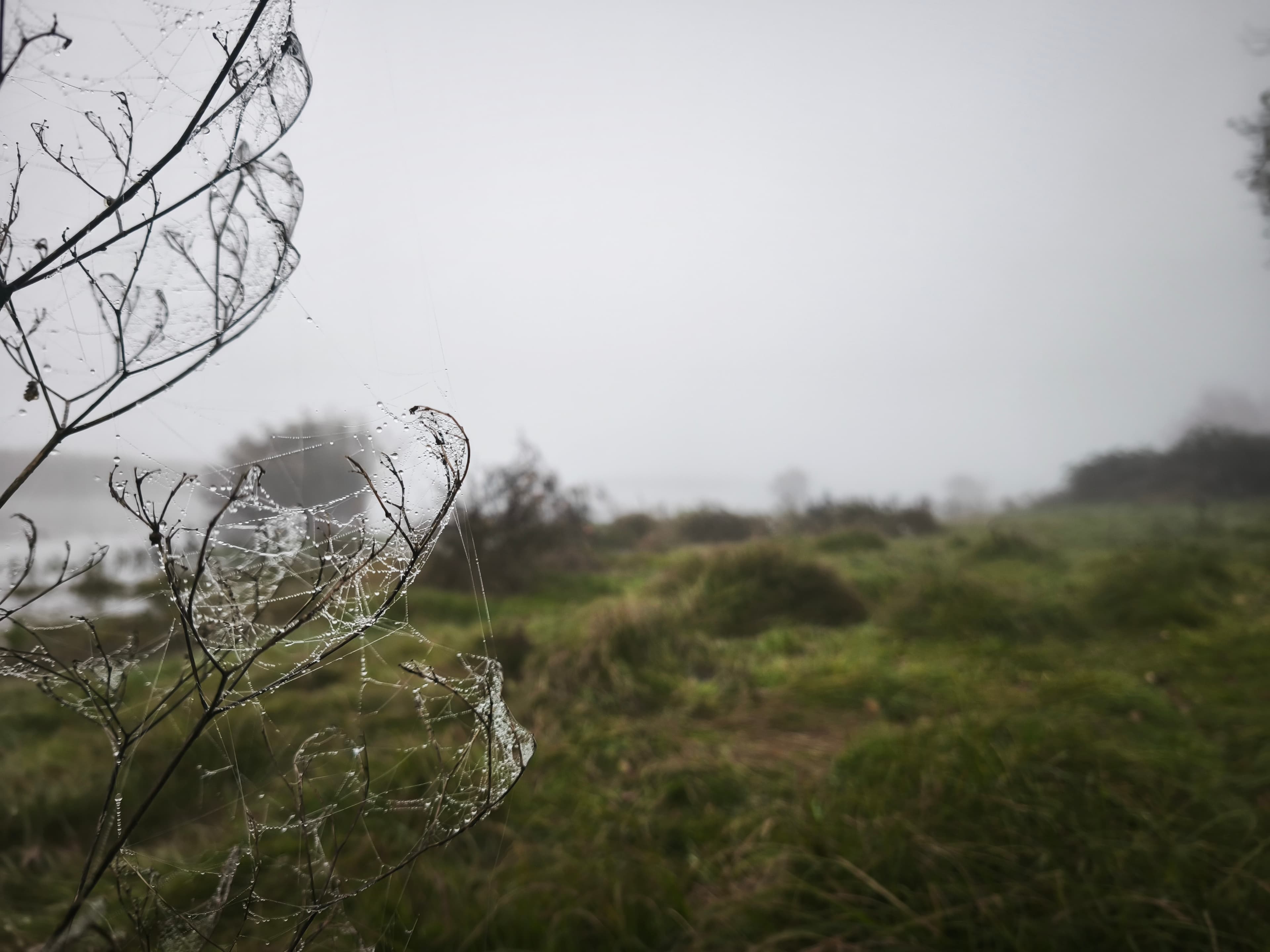 Nature 1